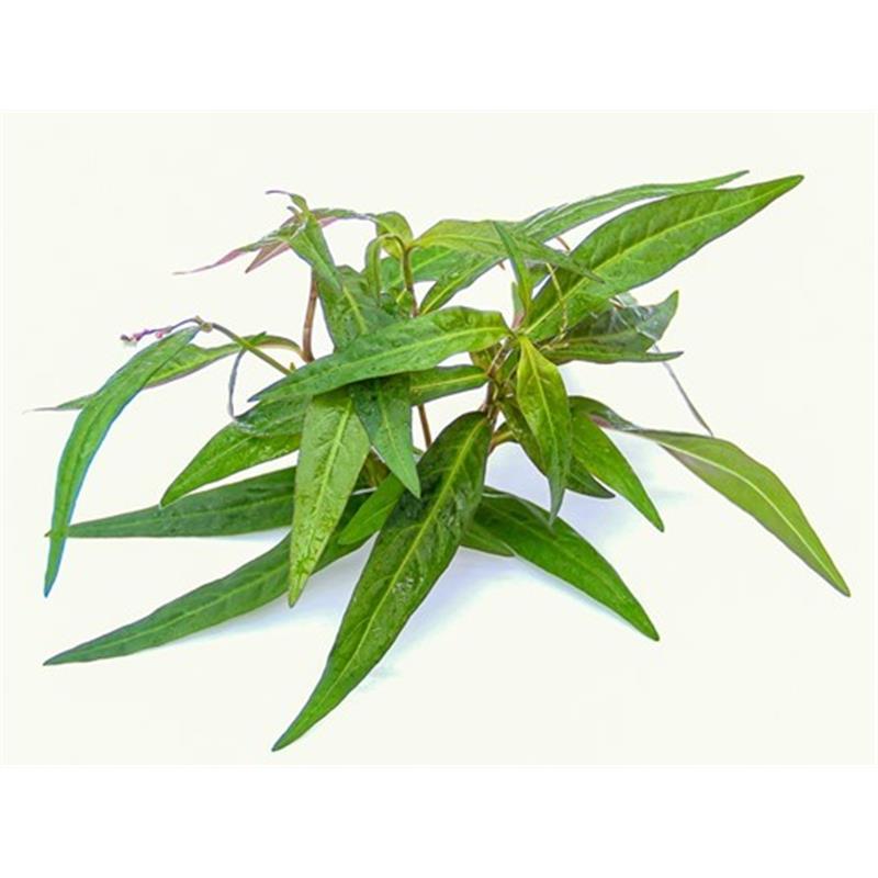 Planta acvariu Persicaria sp. Sao Paulo Dennerle - imagine 4